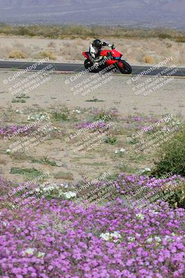 media/Feb-04-2023-SoCal Trackdays (Sat) [[8a776bf2c3]]/Turn 15 Inside Blooming (1050am)/